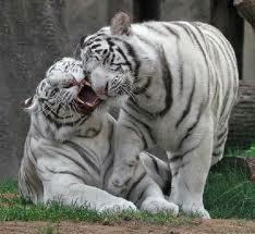Dos tigres blancos Groupes Joëlle Adam