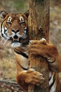 Tigre abrazando arbol afilandose las garras Groupes Joëlle Adam
