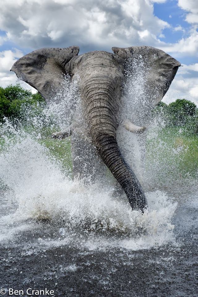 Elefante Animals in Africa