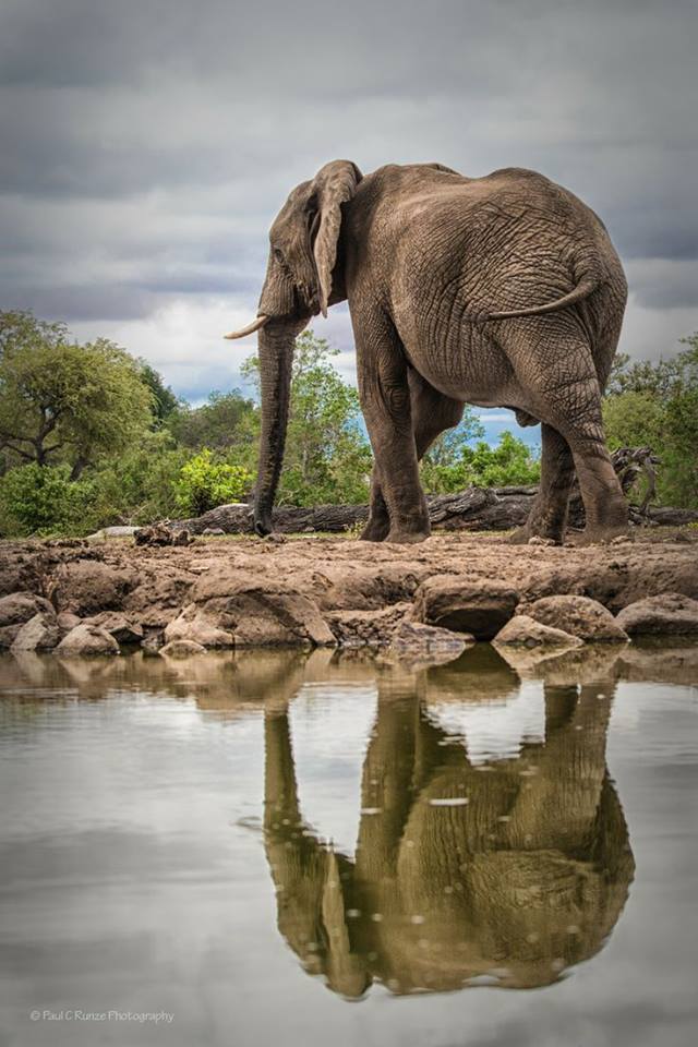 Elefante espejo Animals in Africa