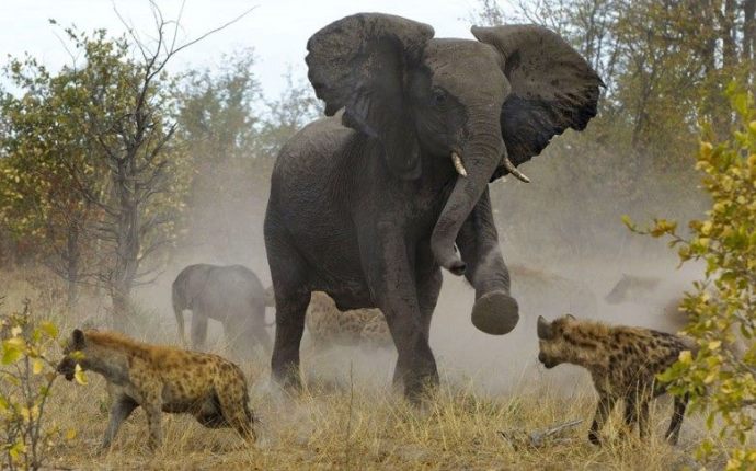 Elefantes defendiendose de hienas