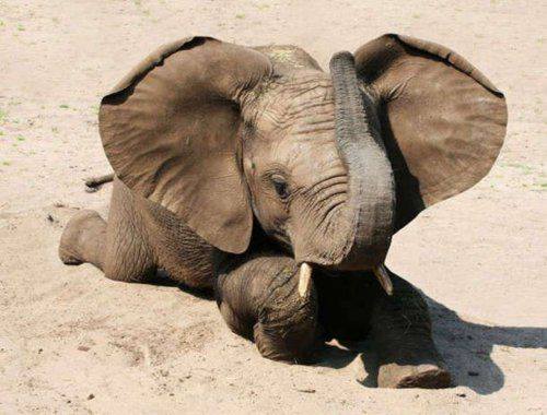 Elefantito Animals in Africa√ ©