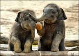 Dos elefantitos