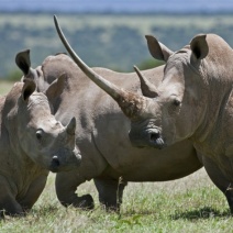 familia de rinocerontes la hembra con gran cuerno