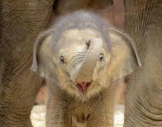 Lindo elefantito