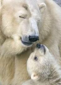 mama osa polar y su cachorro Amigos Mundiales