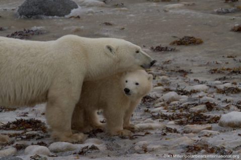 Osa polar con osezno durante su migración