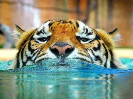 Tigre nadando Funny Wildlife