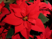poinsettia-flower-bright-red-close-up